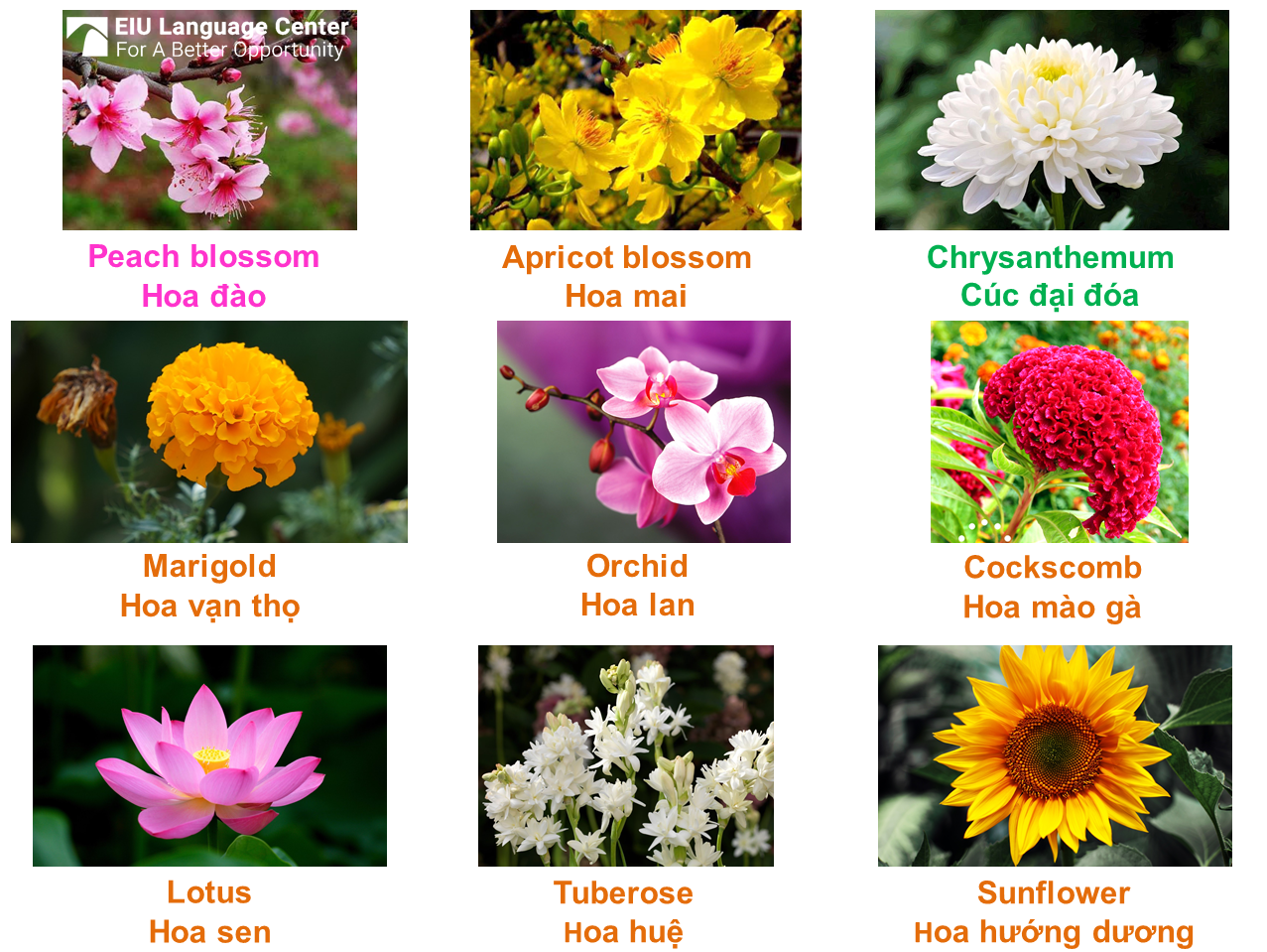 flower